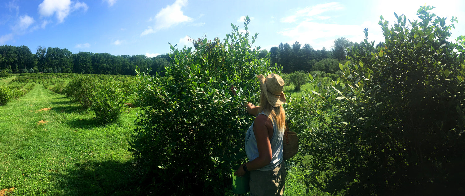 Blueberries, easy to pick and even easier to eat!