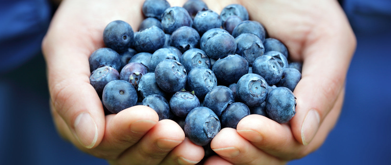 Sweet & Savory Blueberry Recipes
