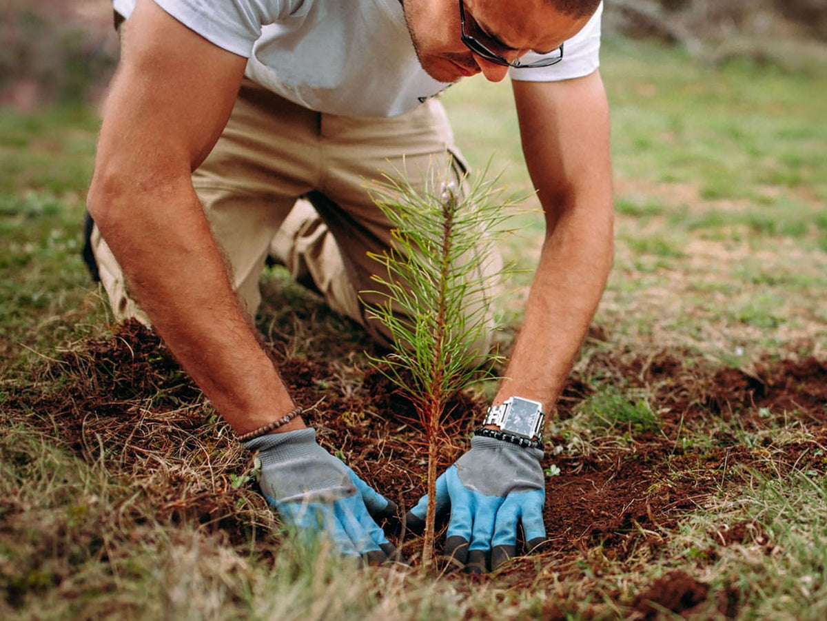A man wearing a white t-shirt, khaki pants, and blue gardening gloves kneels on grass while planting a small green pine sapling in a garden bed.
