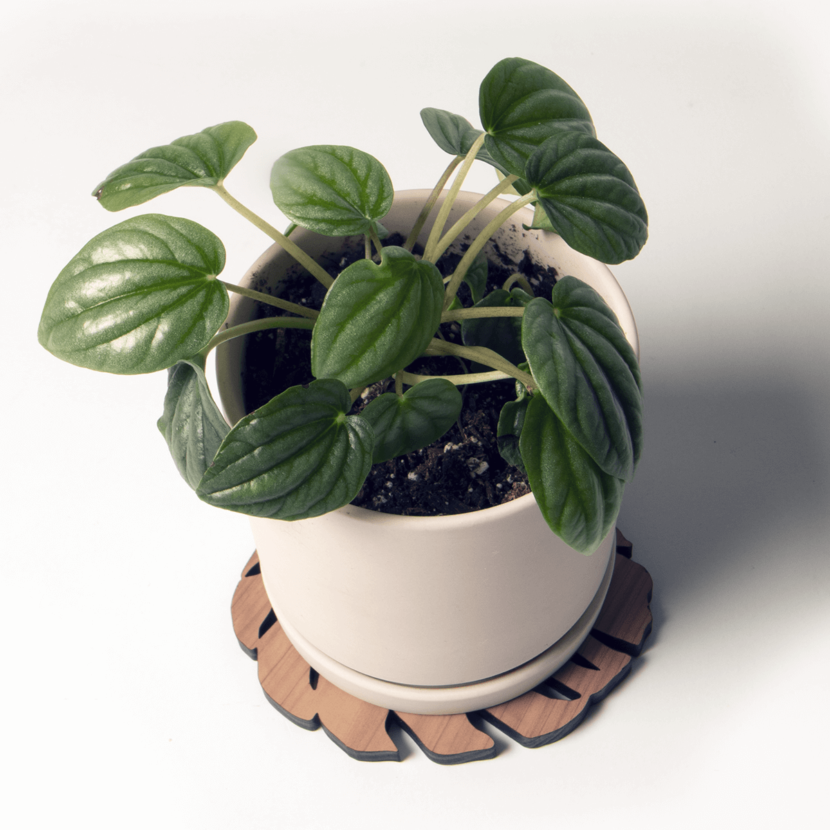 monstera leaf shaped coaster with plant on top